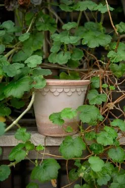 Bergs Potter Copenhagen Pot Rose, 21 Cm 9 Bergs Potter Copenhagen Pot Rose, 21 Cm -Cheap Sagaform Store bergs potter copenhagen pot rose 12 1