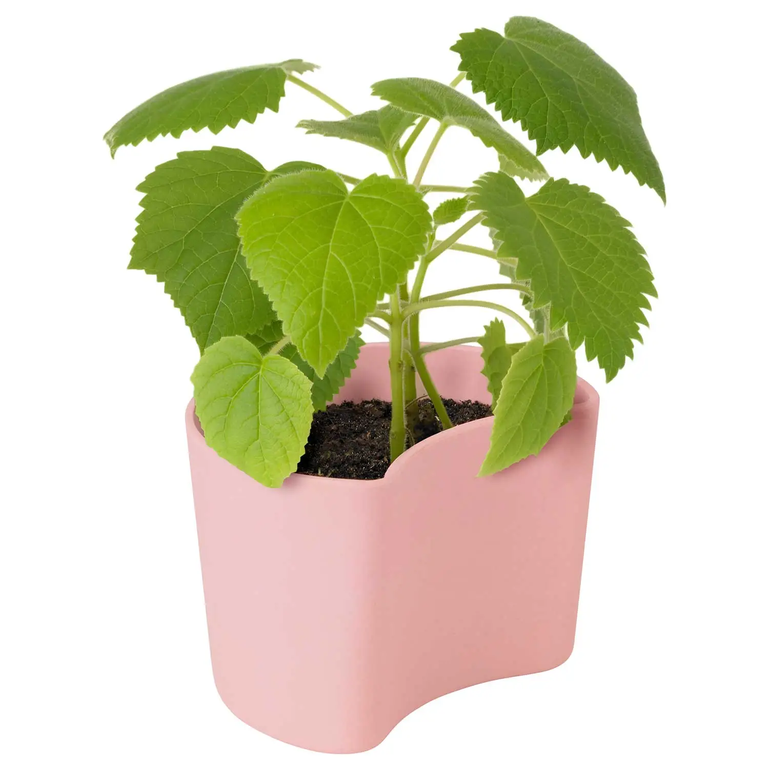 RIG TIG Your Tree Degradable Pot With Seed, Pink 2 RIG TIG Your Tree Degradable Pot With Seed, Pink - Image 2