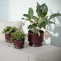 Rosendahl Copenhagen Ro Pot Bordeaux, 19 Cm -Cheap Sagaform Store rosendahl copenhagen ro pot bordeaux 8 2